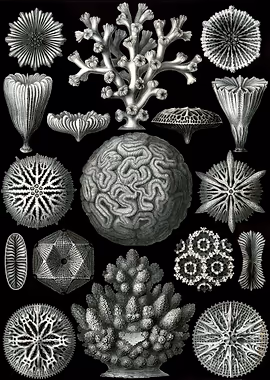 Haeckel Hexacoralla &mdash; Ernst Haeckel metal poster
