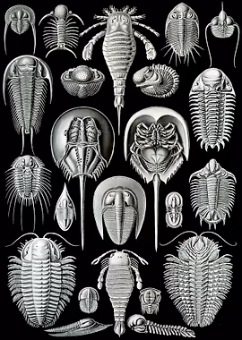 Haeckel Aspidonia &mdash; Ernst Haeckel metal poster