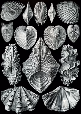 Haeckel Acephala &mdash; Ernst Haeckel metal poster