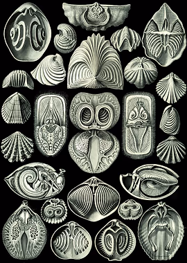 Haeckel Spirobranchia &mdash; Ernst Haeckel metal poster