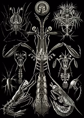 Haeckel Thoracostraca &mdash; Ernst Haeckel metal poster