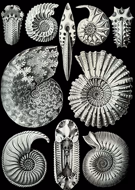 Haeckel Ammonitida &mdash; Ernst Haeckel metal poster
