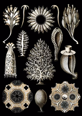 Haeckel Calcispongiae &mdash; Ernst Haeckel metal poster