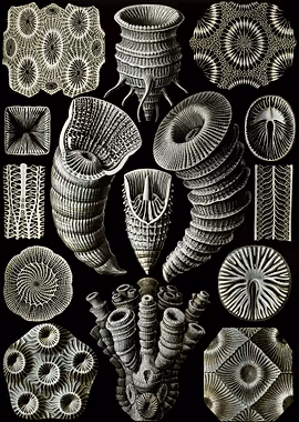 Haeckel Tetracoralla &mdash; Ernst Haeckel metal poster