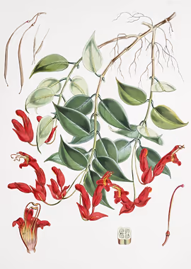 Aeschynanthus Peelii &mdash; Vintage Flowers metal poster