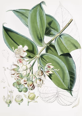 Duabanga Sonneratioides &mdash; Vintage Flowers metal poster
