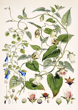 Indian Tobacco &mdash; Vintage Flowers metal poster
