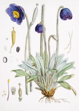 Blue Poppy &mdash; Vintage Flowers metal poster