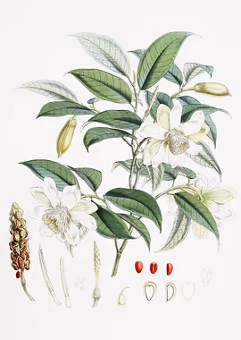 Michelia Cathcartii &mdash; Vintage Flowers metal poster