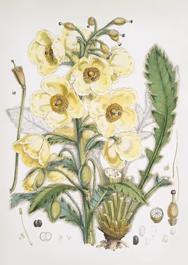 Satin Poppy &mdash; Vintage Flowers metal poster