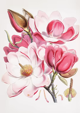 Campbells Magnolia &mdash; Vintage Flowers metal poster